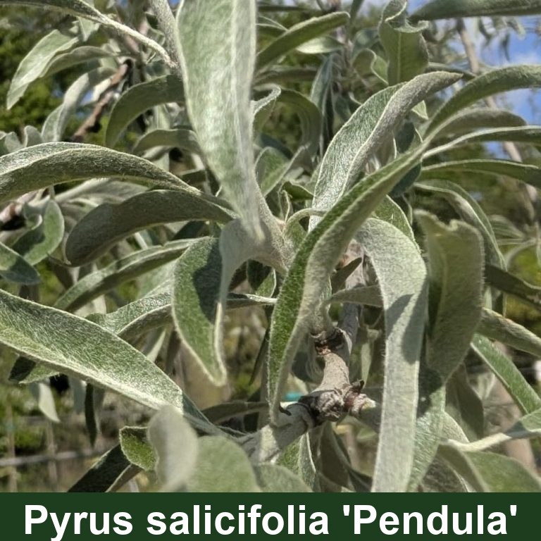 Pyrus salicifolia 'Pendula'
