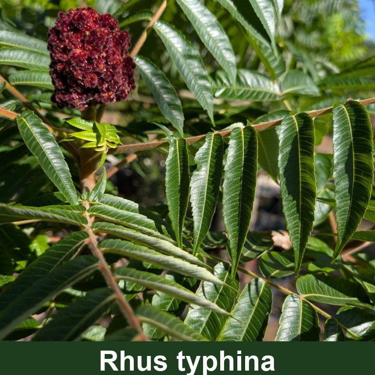 Rhus typhina