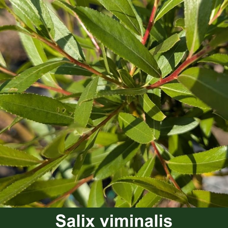 Salix viminalis