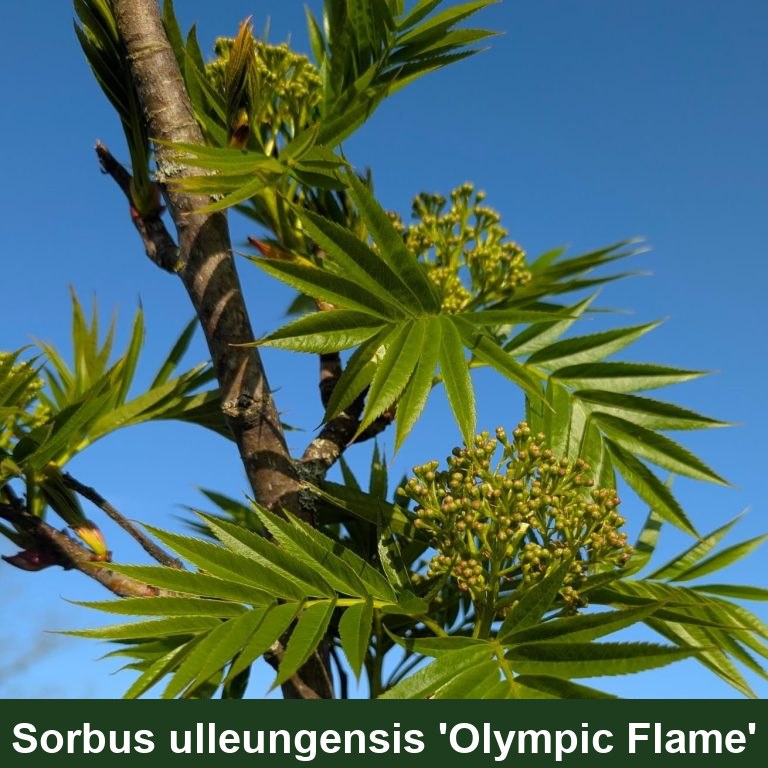 Sorbus com. 'Olympic Flame'